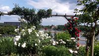 Blick zum Rhein